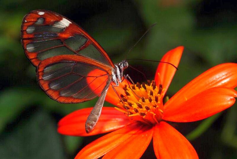Glasswing butterfly on orange flower