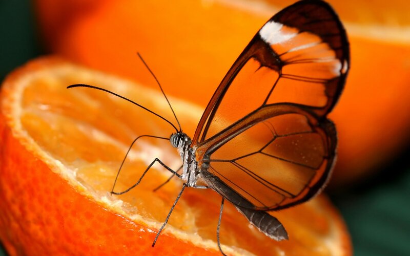 Glasswing Butterfly on Orange