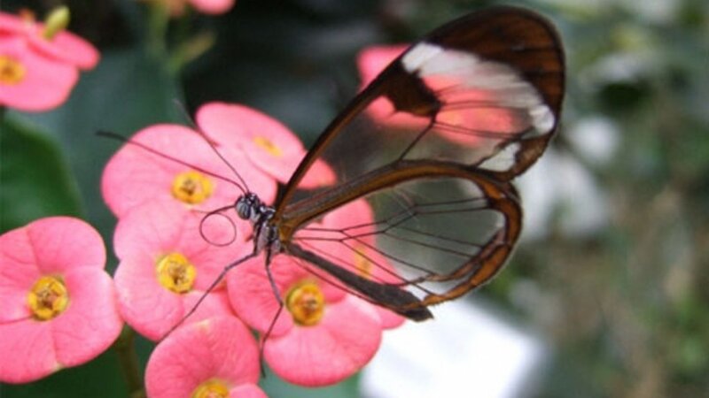 Glasswing butterfly on pink flowers