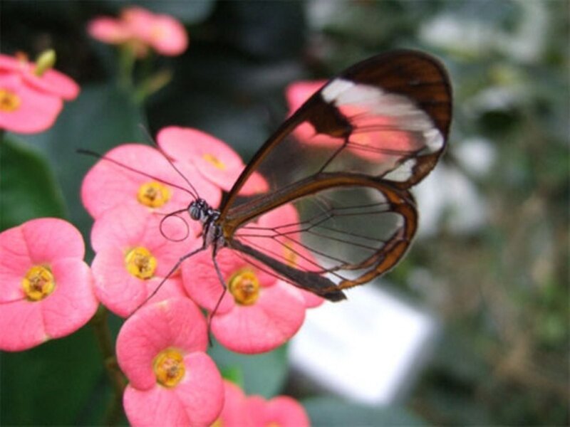 Glasswing butterfly on pink flowers