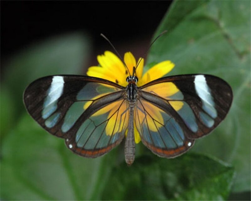 Glasswing butterfly on yellow flower