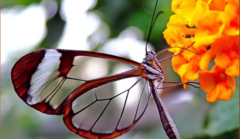 Glasswing Butterfly — Orange, Calm, Afternoon