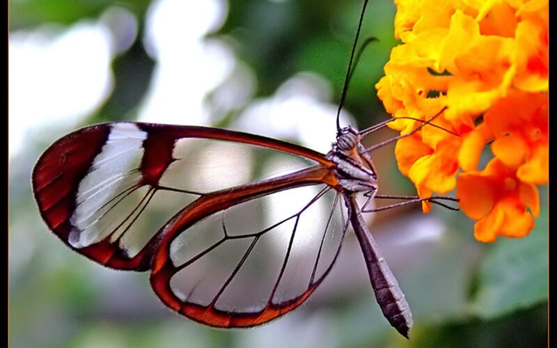 Glasswing Butterfly — Orange, Calm