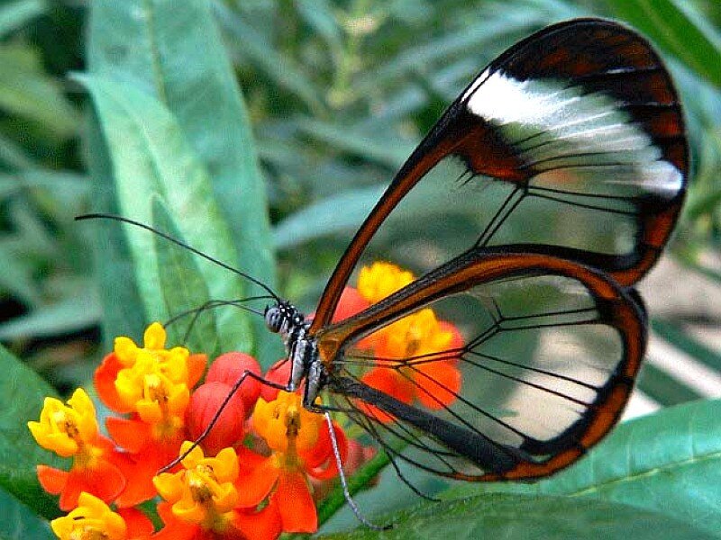 Glasswing Butterfly — Orange, Natural, Afternoon, Photograph, Flower
