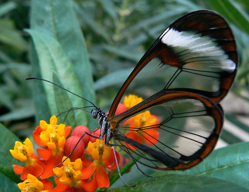 Glasswing Butterfly — Orange, Natural, Afternoon, Photograph