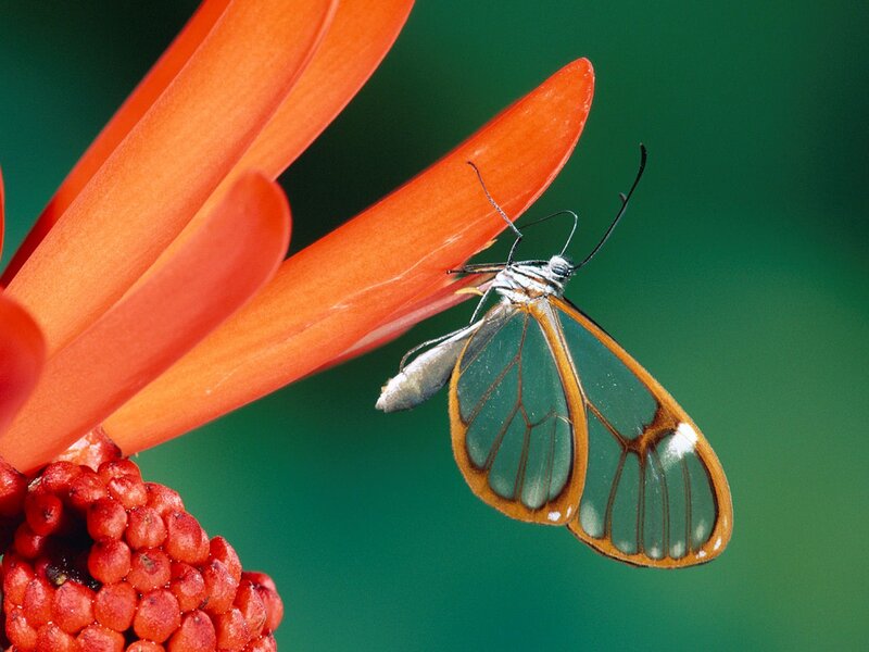 Glasswing Butterfly — Orange, Natural