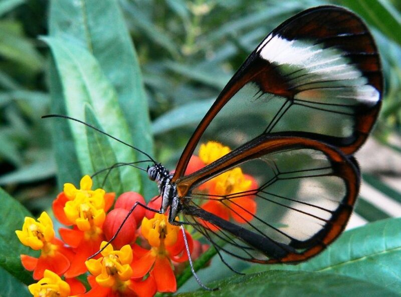 Glasswing Butterfly — Orange