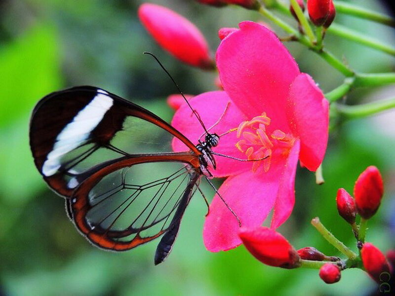 Glasswing Butterfly — Pink, Serene