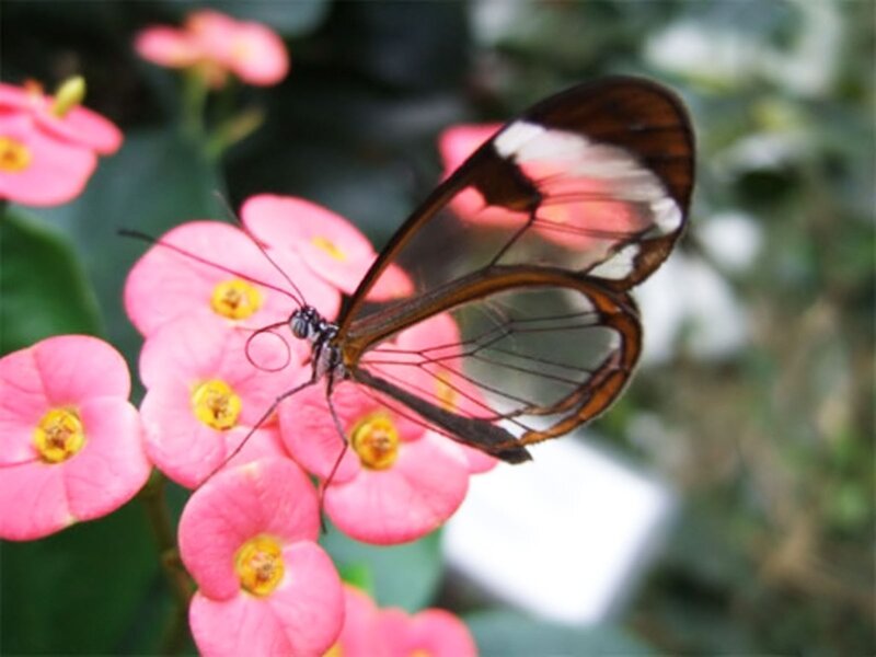 Glasswing Butterfly — Pink