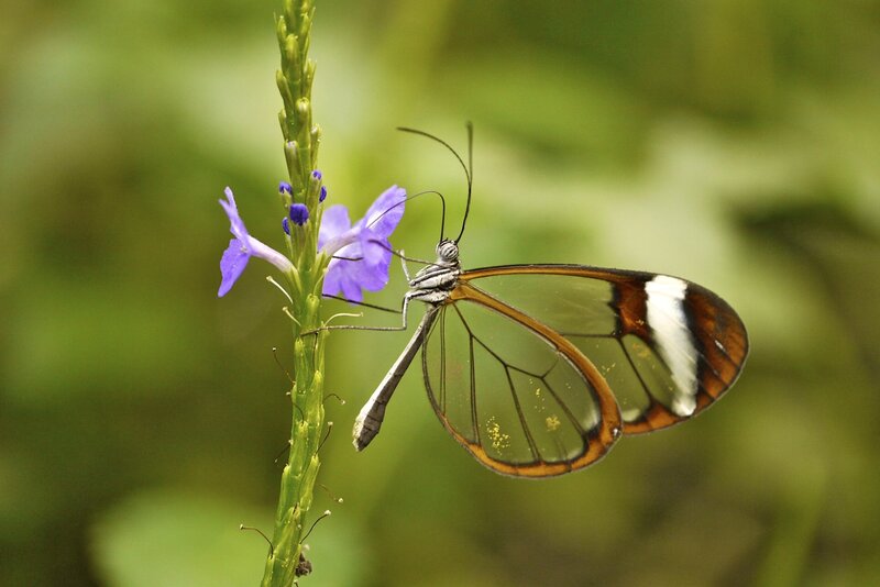 Glasswing Butterfly — Purple