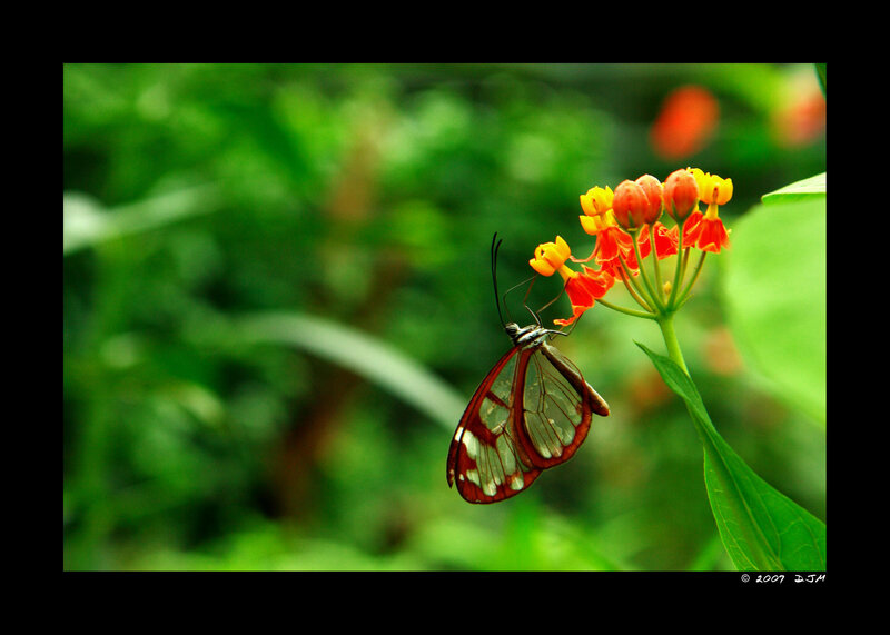 Glasswing Butterfly — Red