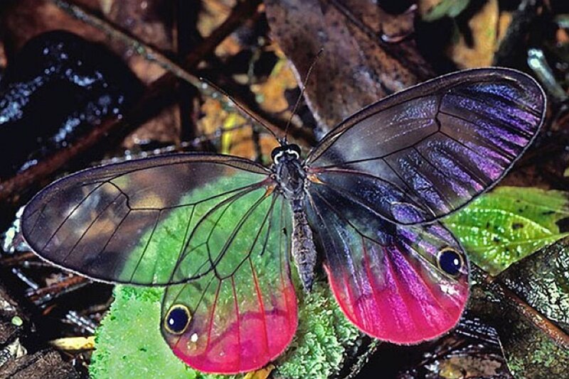Glasswing Butterfly