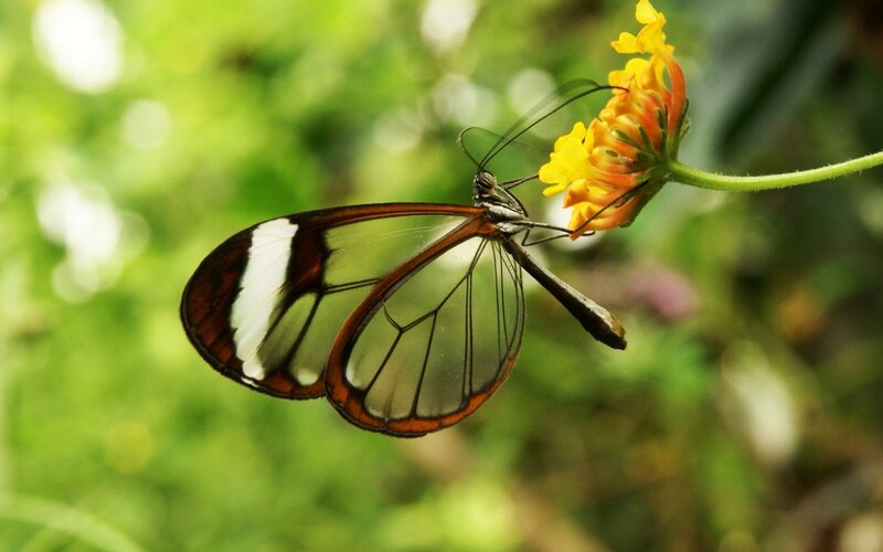 Glasswing Butterfly — Yellow, Calm, Afternoon, Photograph, Flower