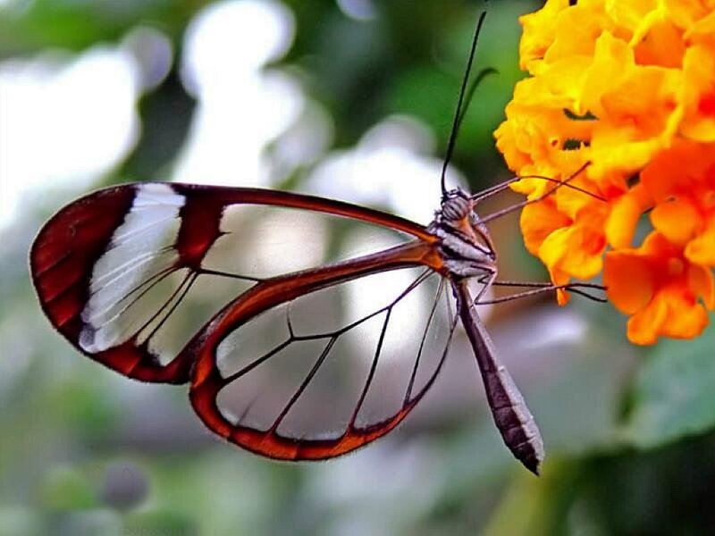 Glasswing Butterfly — Yellow, Calm, Afternoon