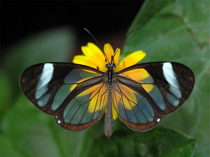 Glasswing Butterfly — Yellow, Calm, Photograph