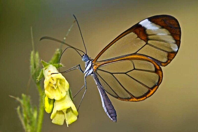 Glasswing Butterfly — Yellow, Calm