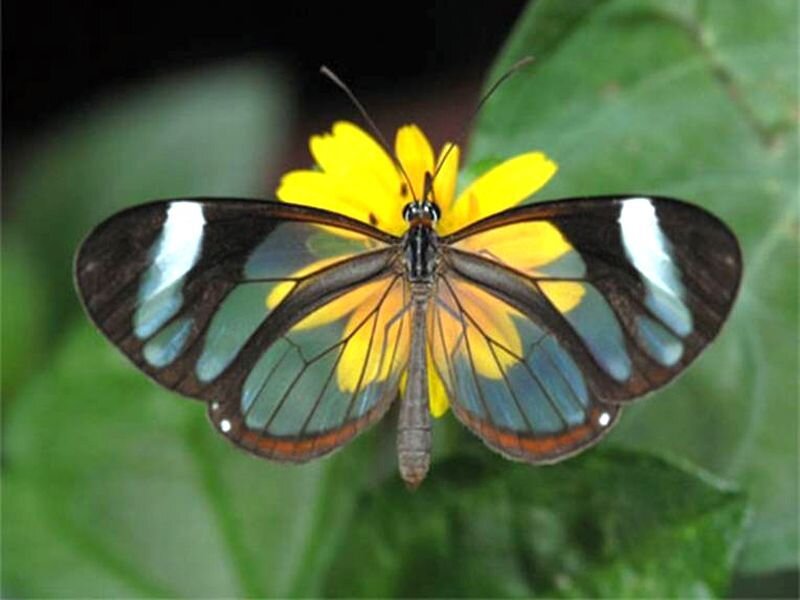 Glasswing Butterfly — Yellow