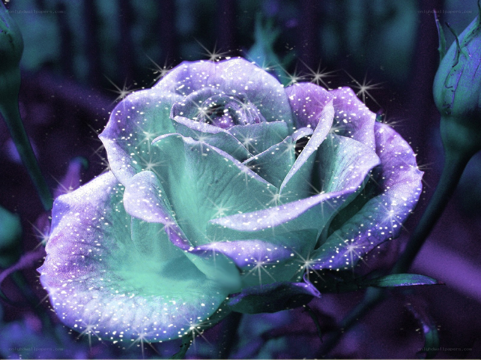 glittering purple rose