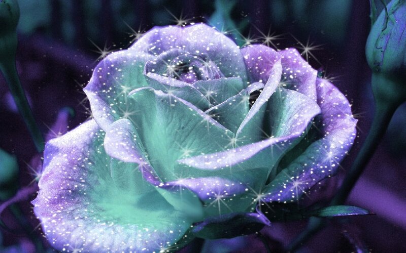 glittering purple rose