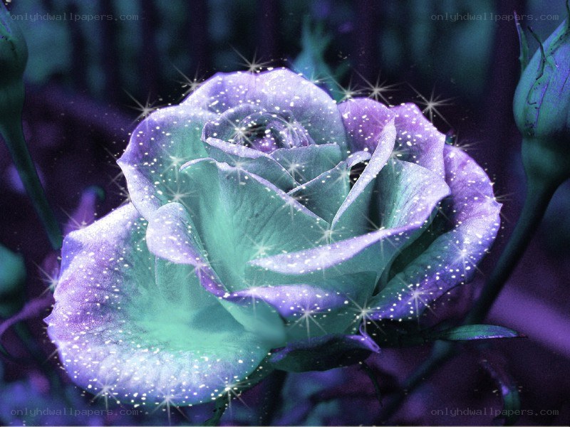 glittering purple rose