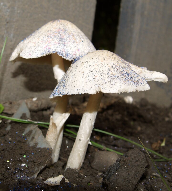 glittery mushrooms in soil