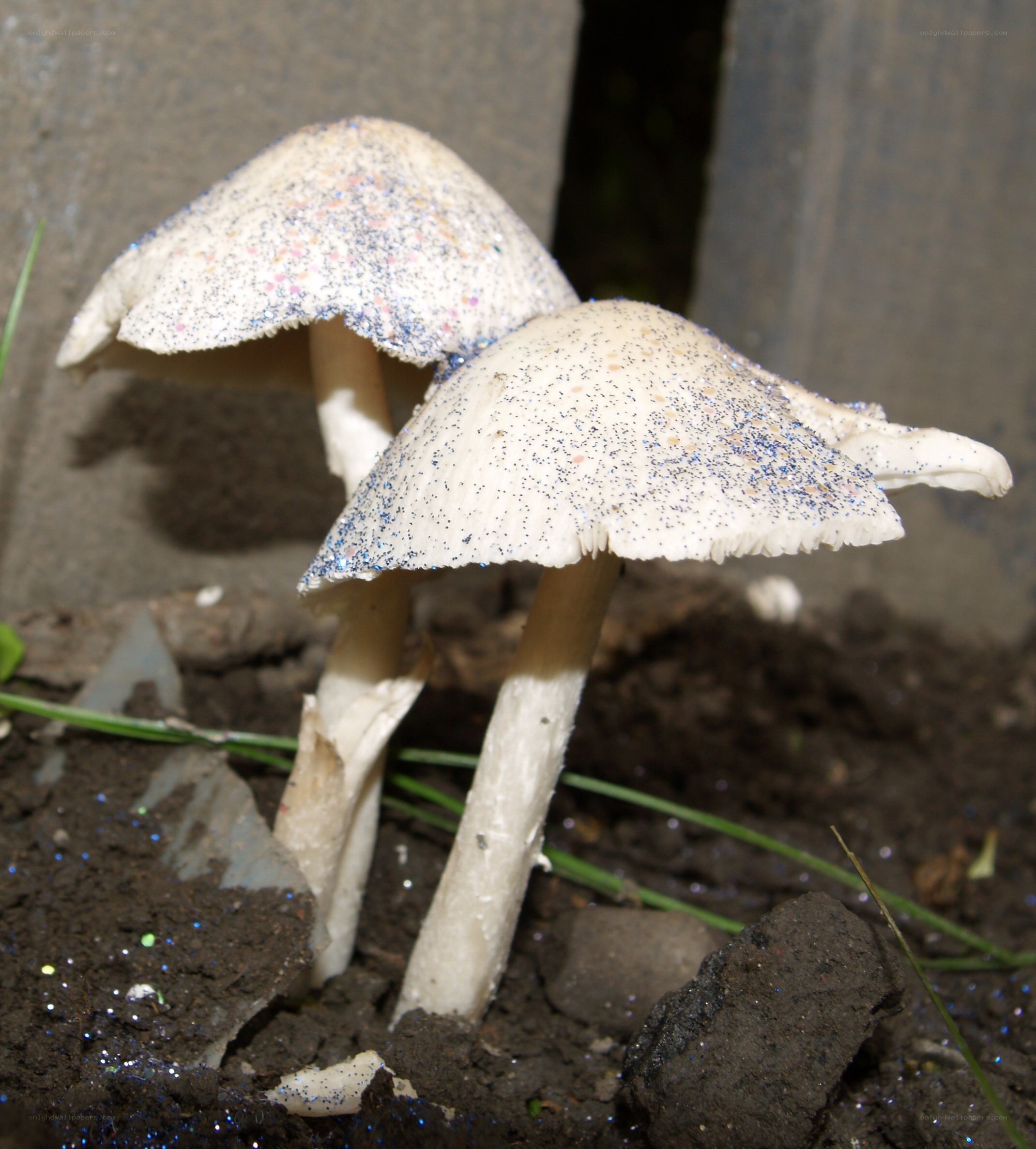 glittery mushrooms in soil