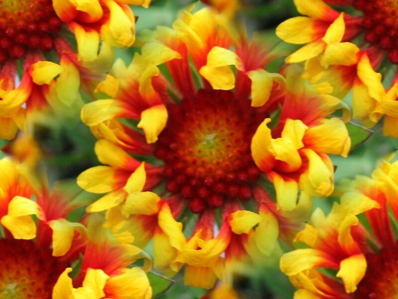 Globe Amaranth Flowers