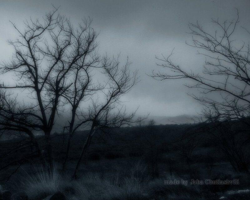 gloomy forest landscape
