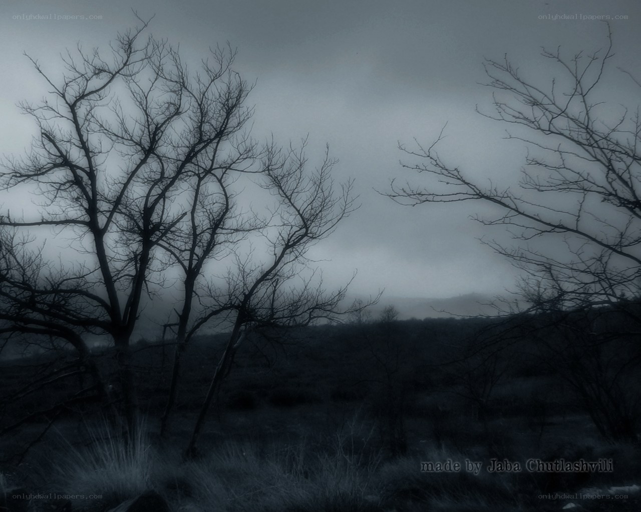 gloomy forest landscape