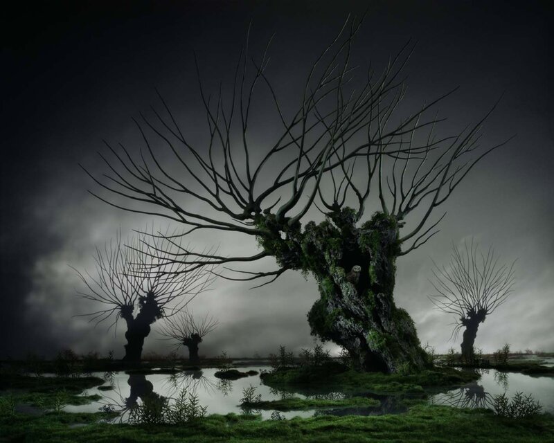 Gloomy swamp with gnarled trees