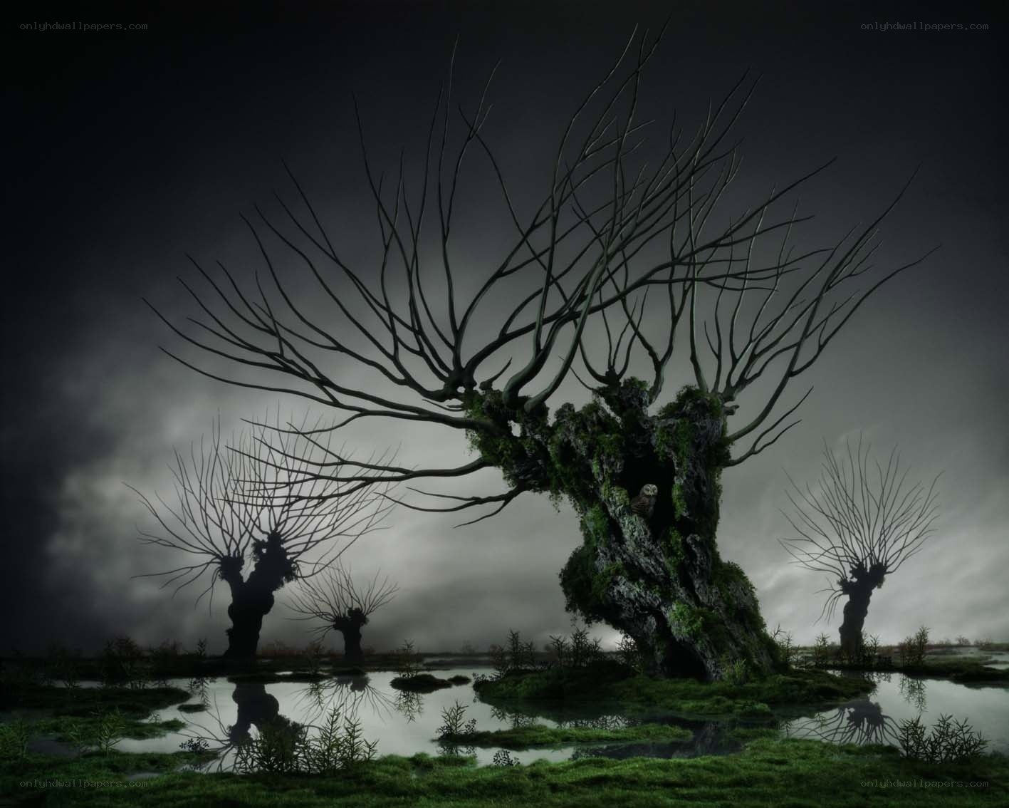 Gloomy swamp with gnarled trees