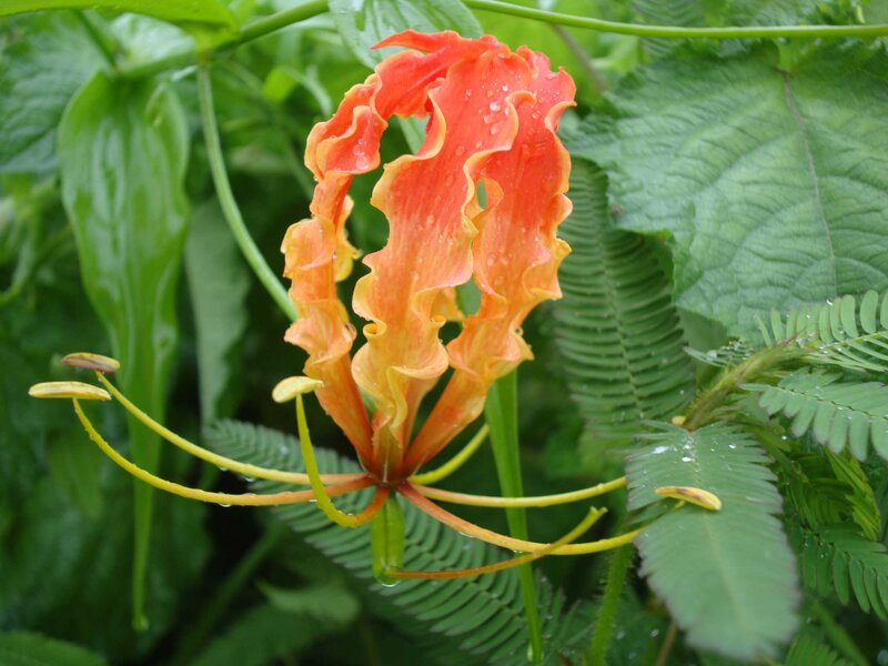 Gloriosa Lily Flower