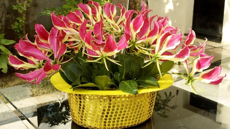 Gloriosa Lily Plant