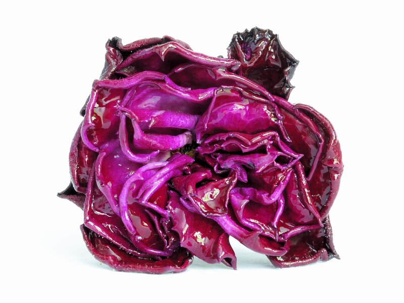 glossy purple rose bloom