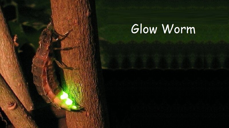 Glow Worm on Tree