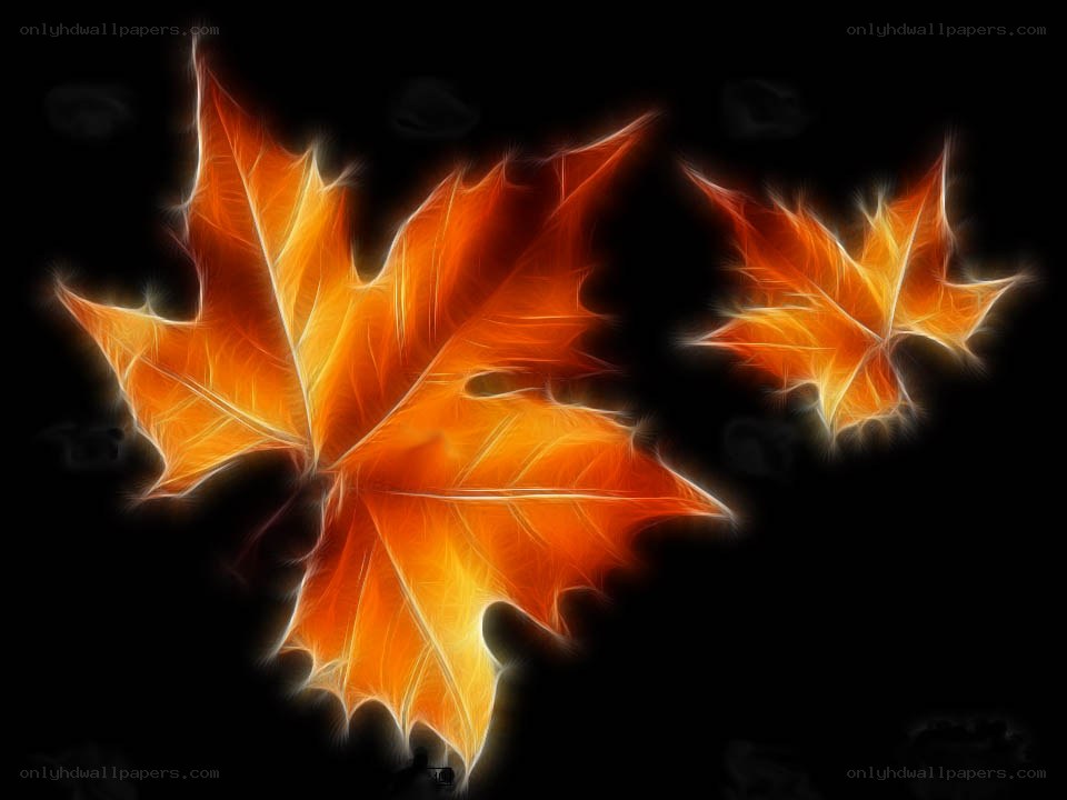 glowing autumn maple leaves