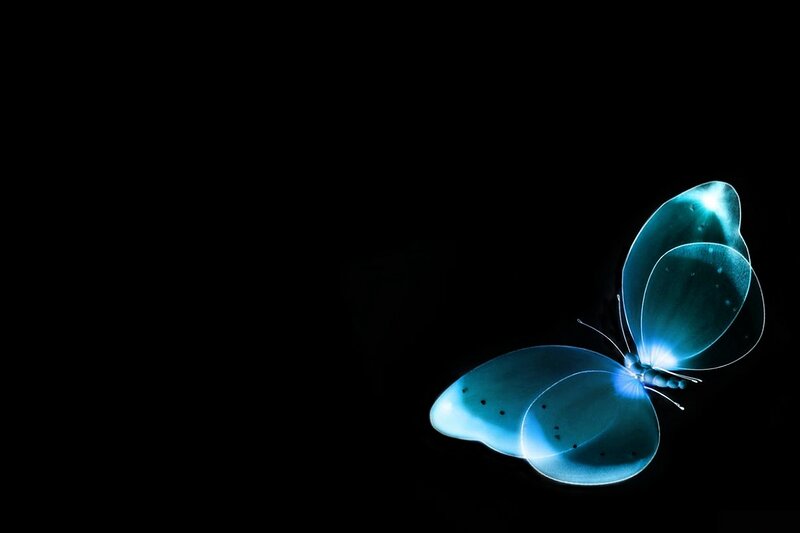 Glowing Blue Butterfly — Serene, Night
