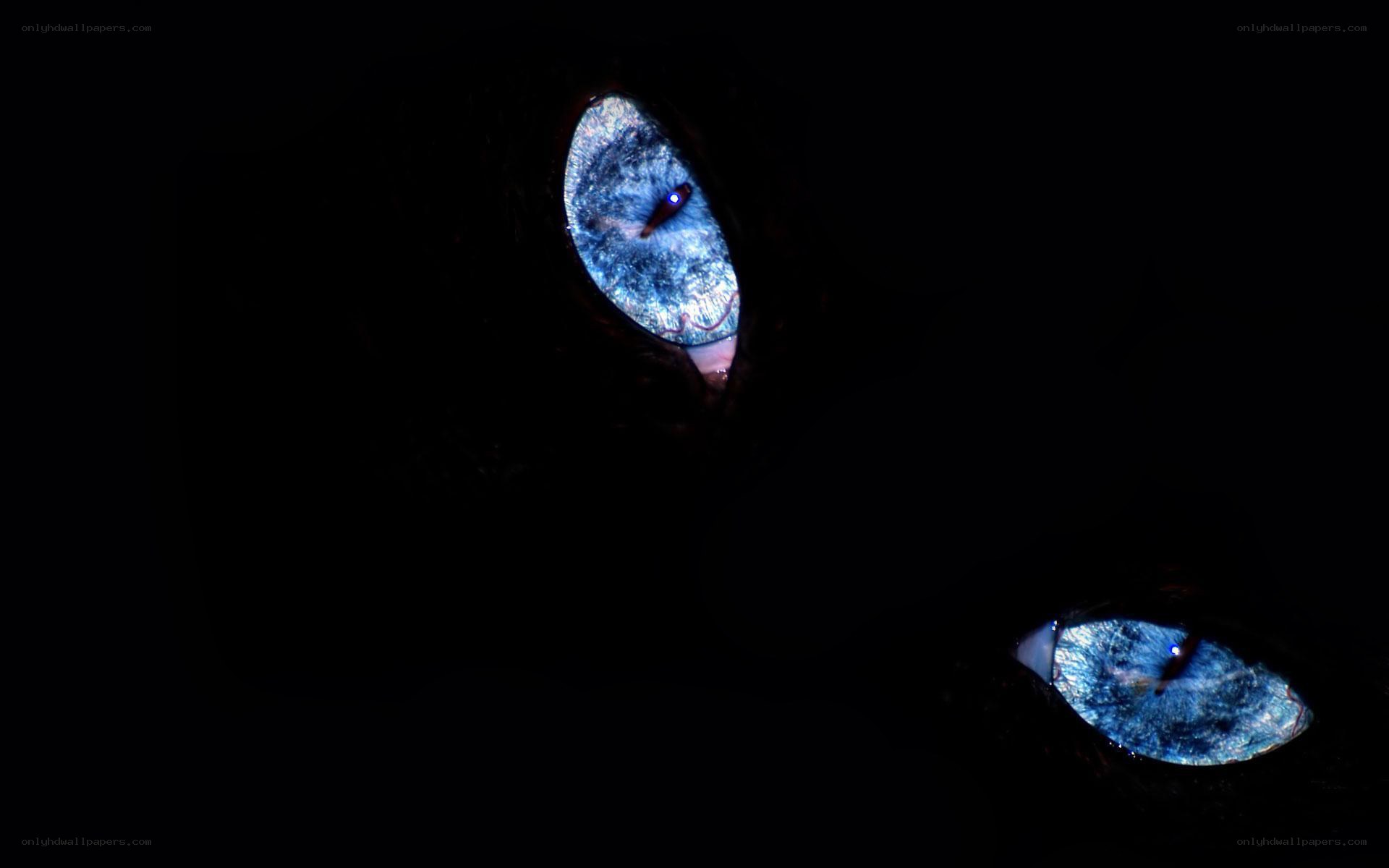 glowing blue cat eyes
