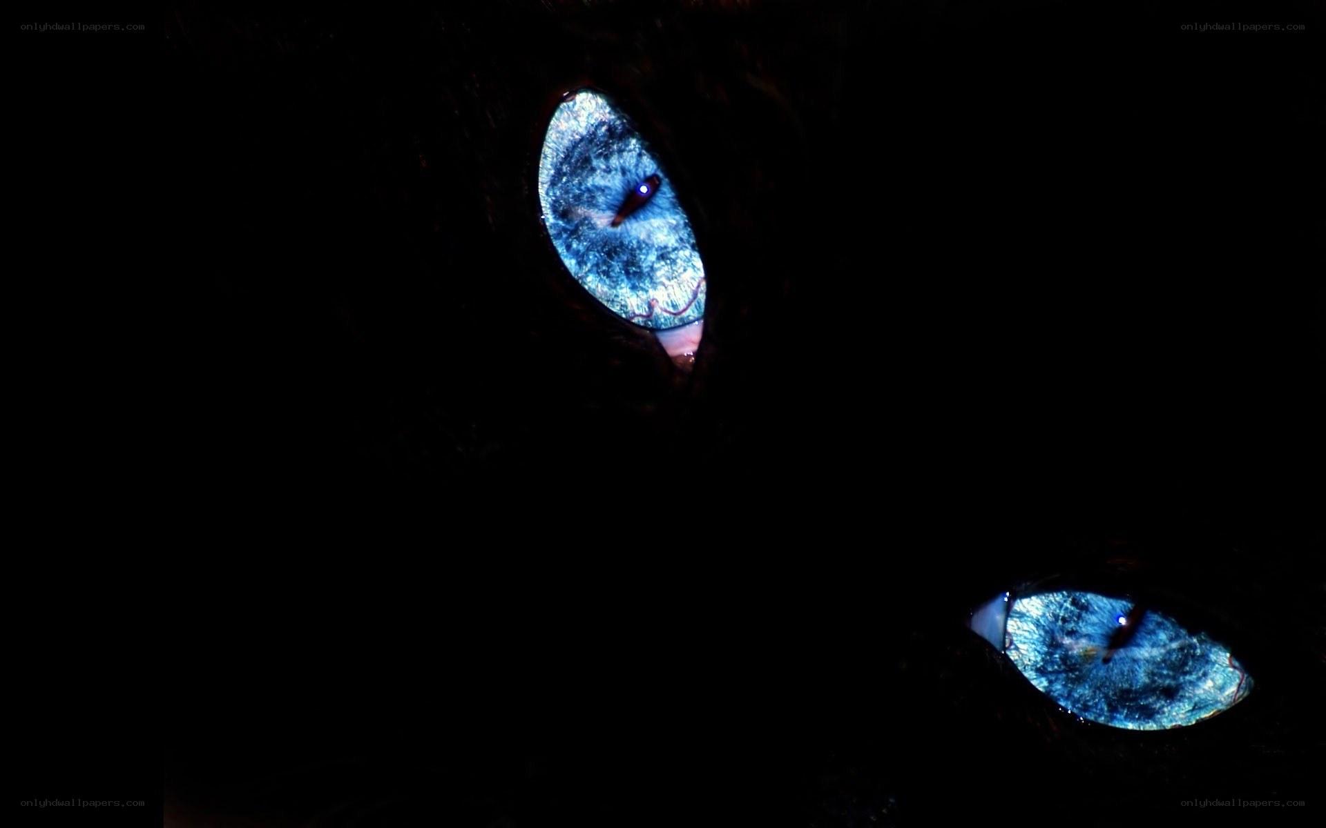glowing blue cat eyes
