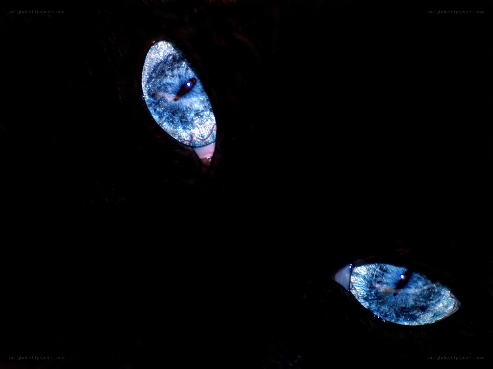 glowing blue cat eyes