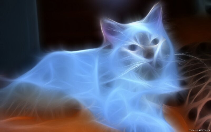 Glowing Blue Cat