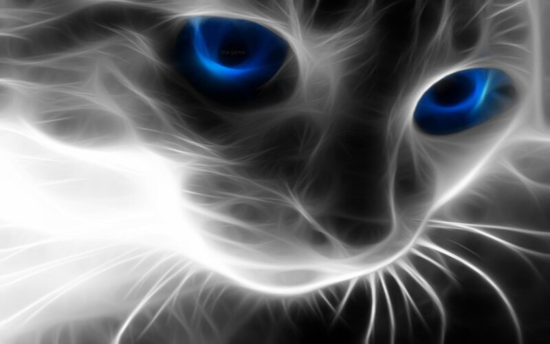 glowing blue eyes cat