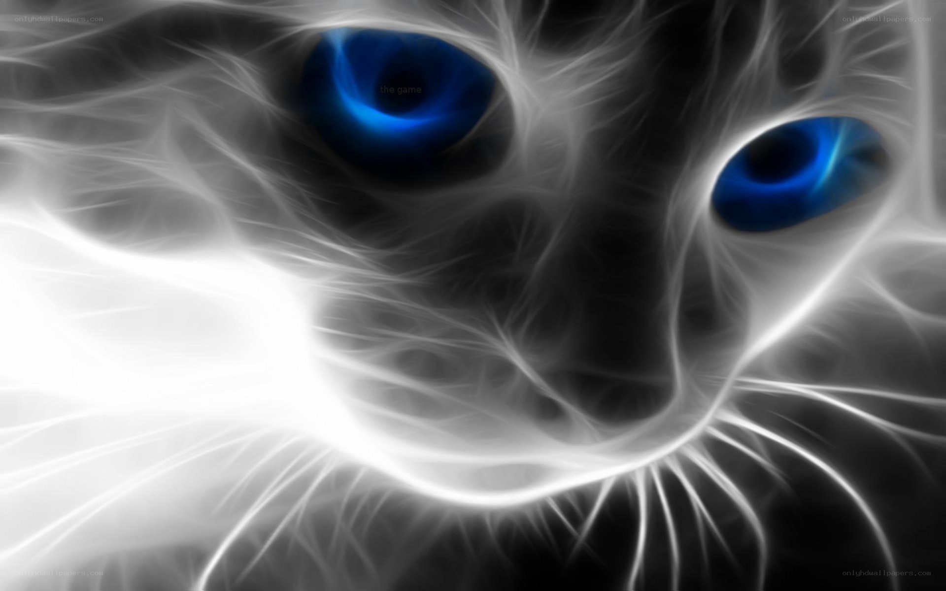 glowing blue eyes cat