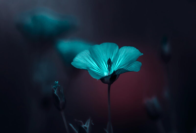Glowing Blue Flower — Mysterious