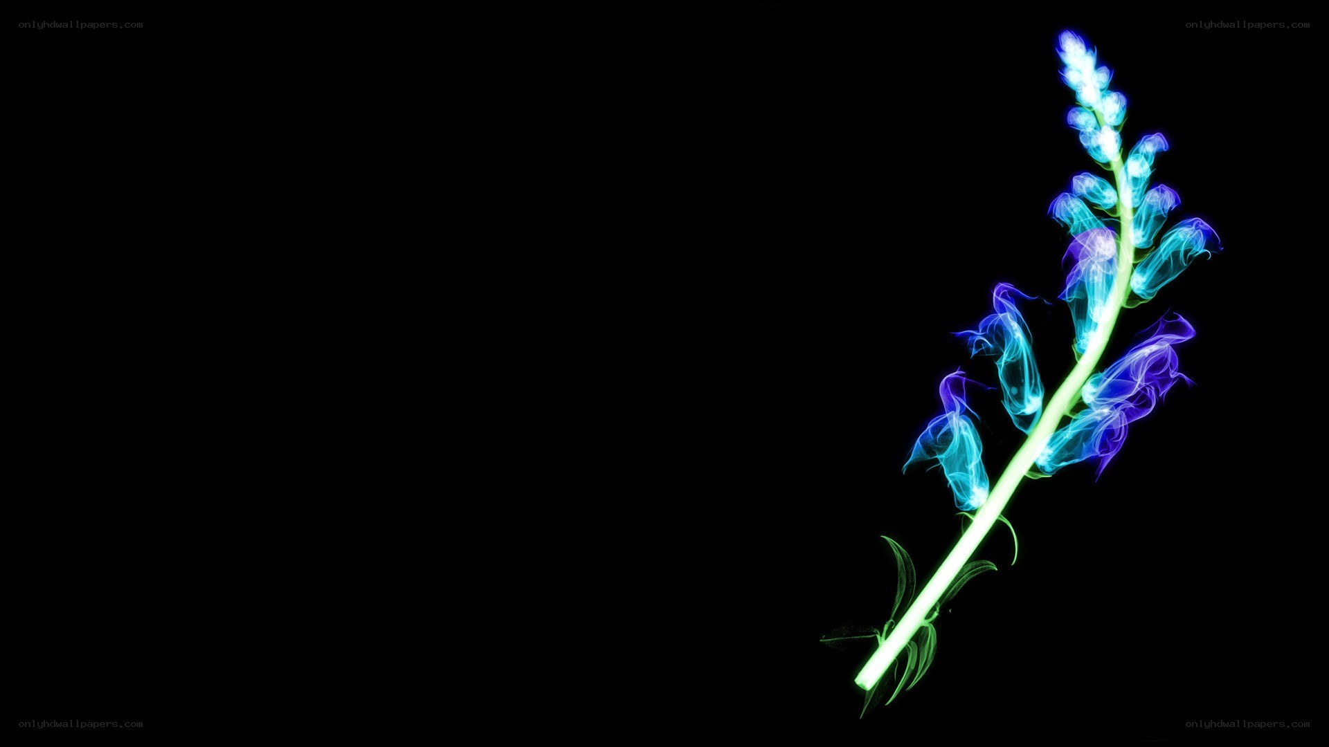 glowing blue flower on black
