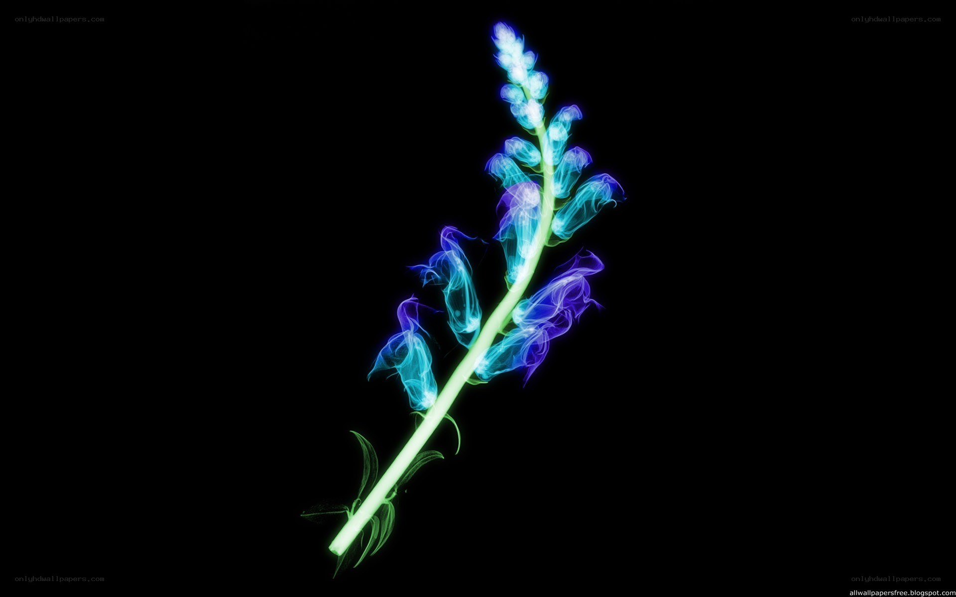 glowing blue flower on black