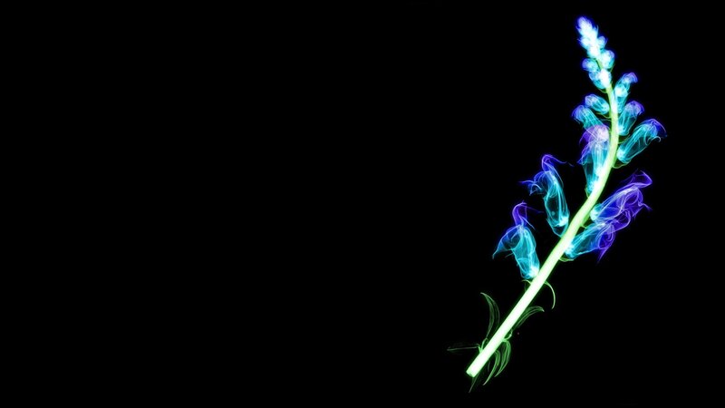 glowing blue flower on black