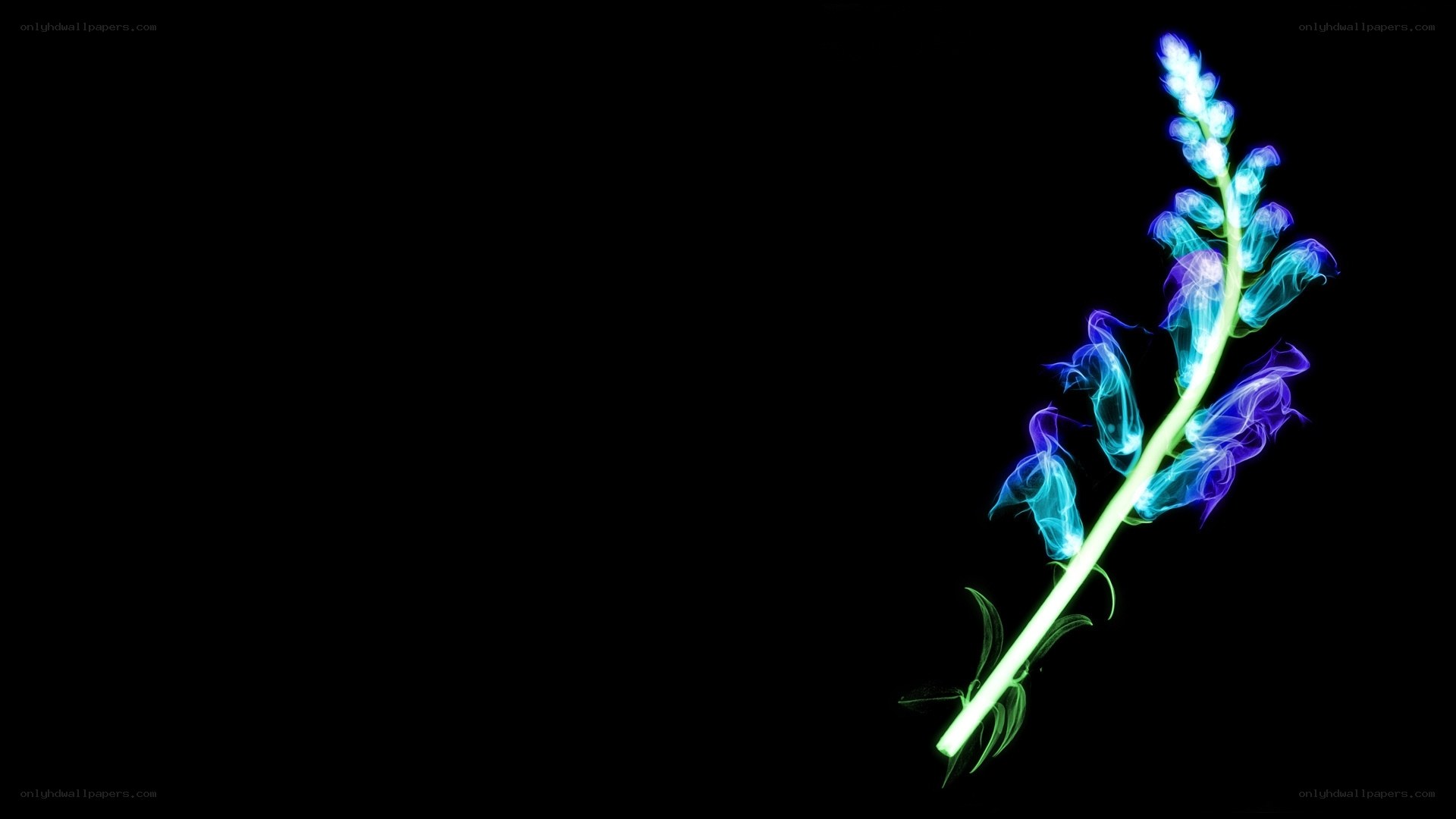 glowing blue flower on black