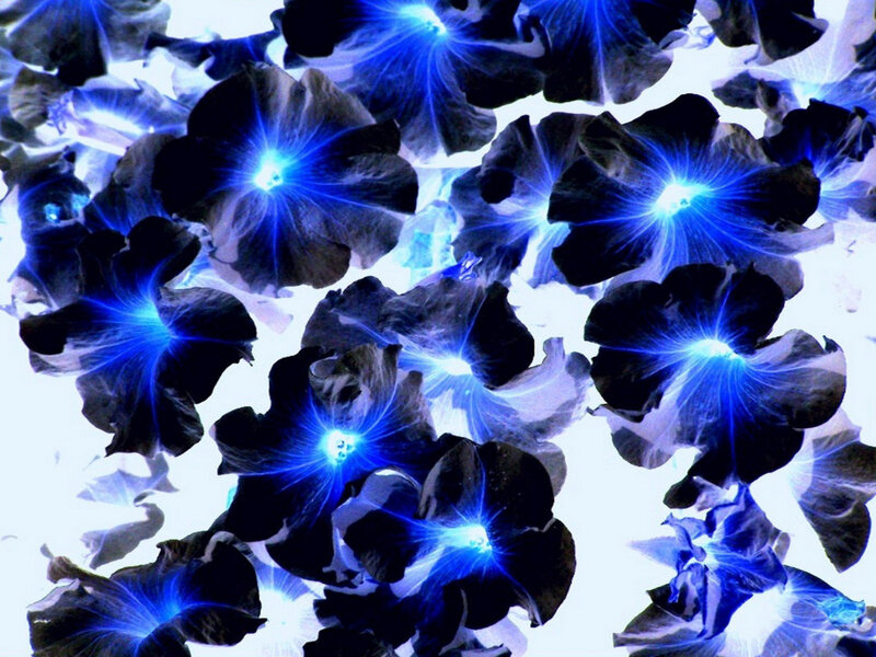 glowing blue flowers