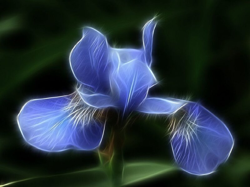 glowing blue iris flower